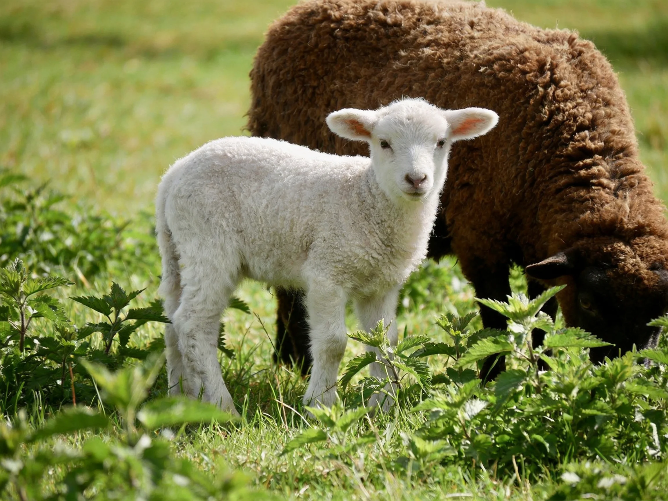 White lamb beside brown sheep in green meadow