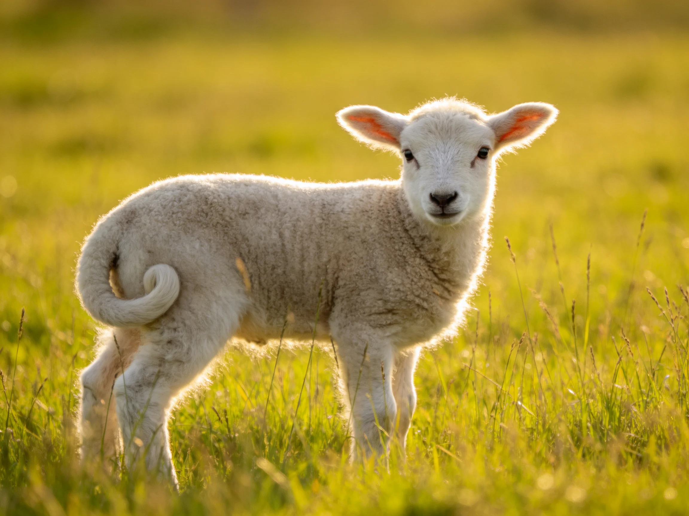 White lamb with curly tail in sunlit green pasture