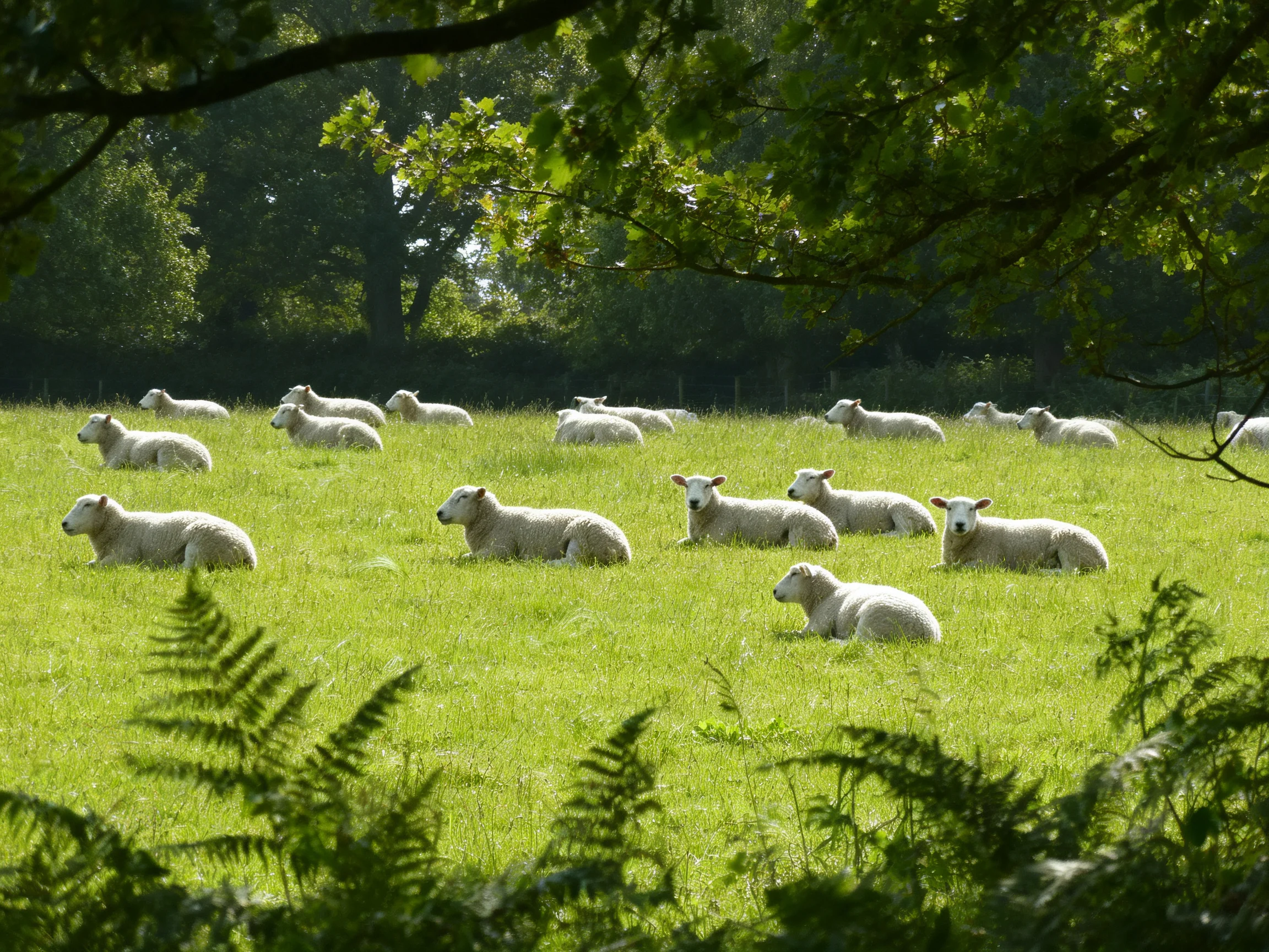 Lambs rest peacefully in a sunlit, verdant pasture surrounded by trees.