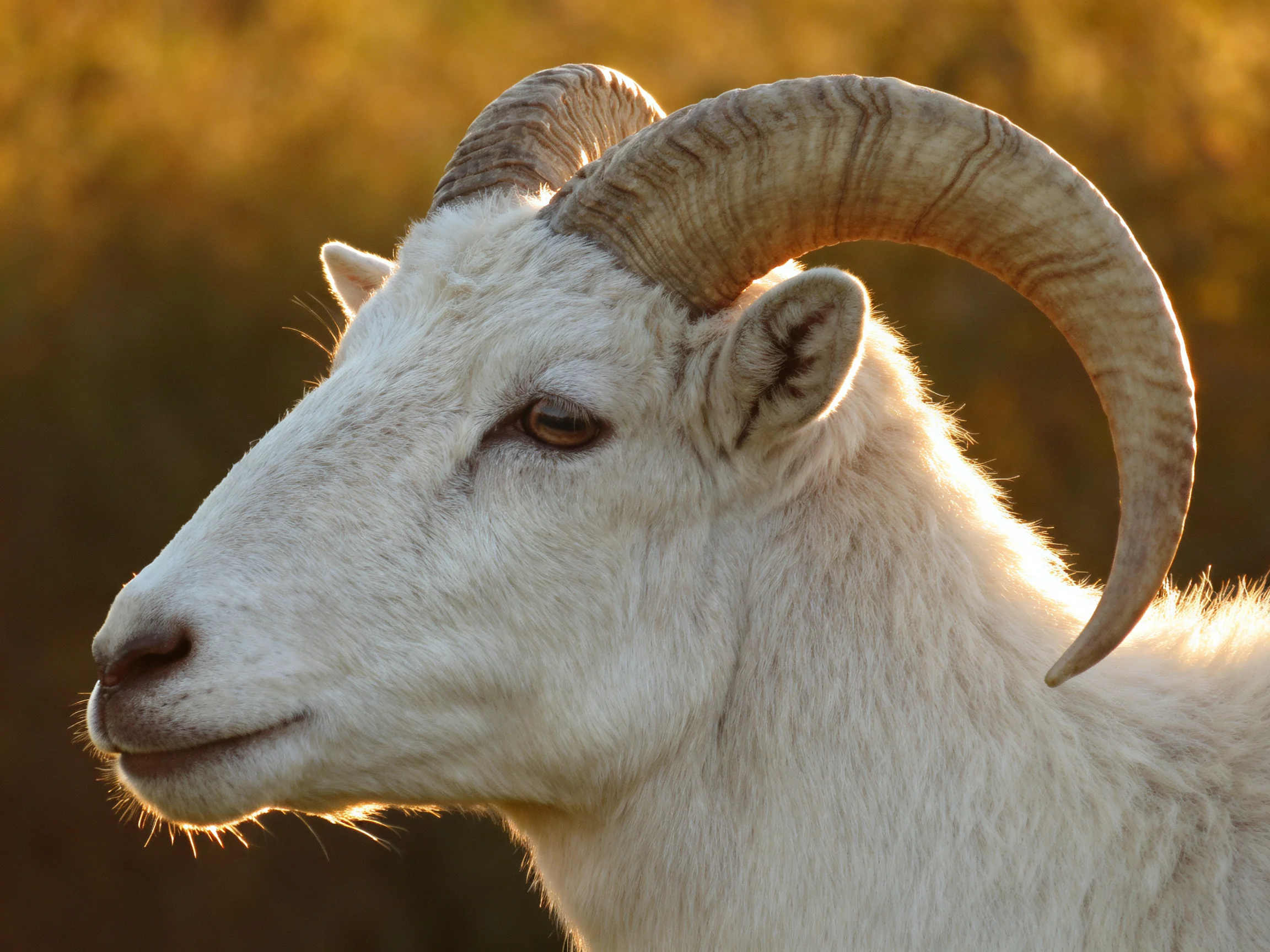 White mountain goat with large curved horns in golden light
