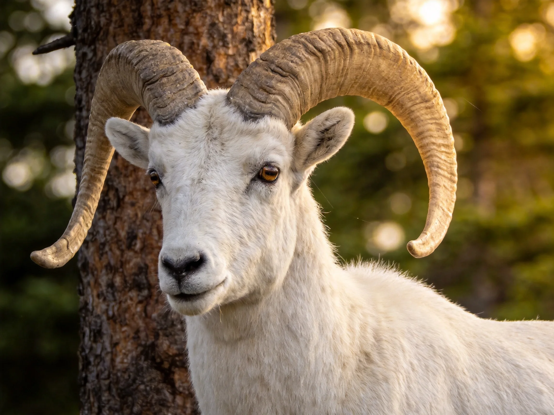 White mountain goat with large curved horns near a tree