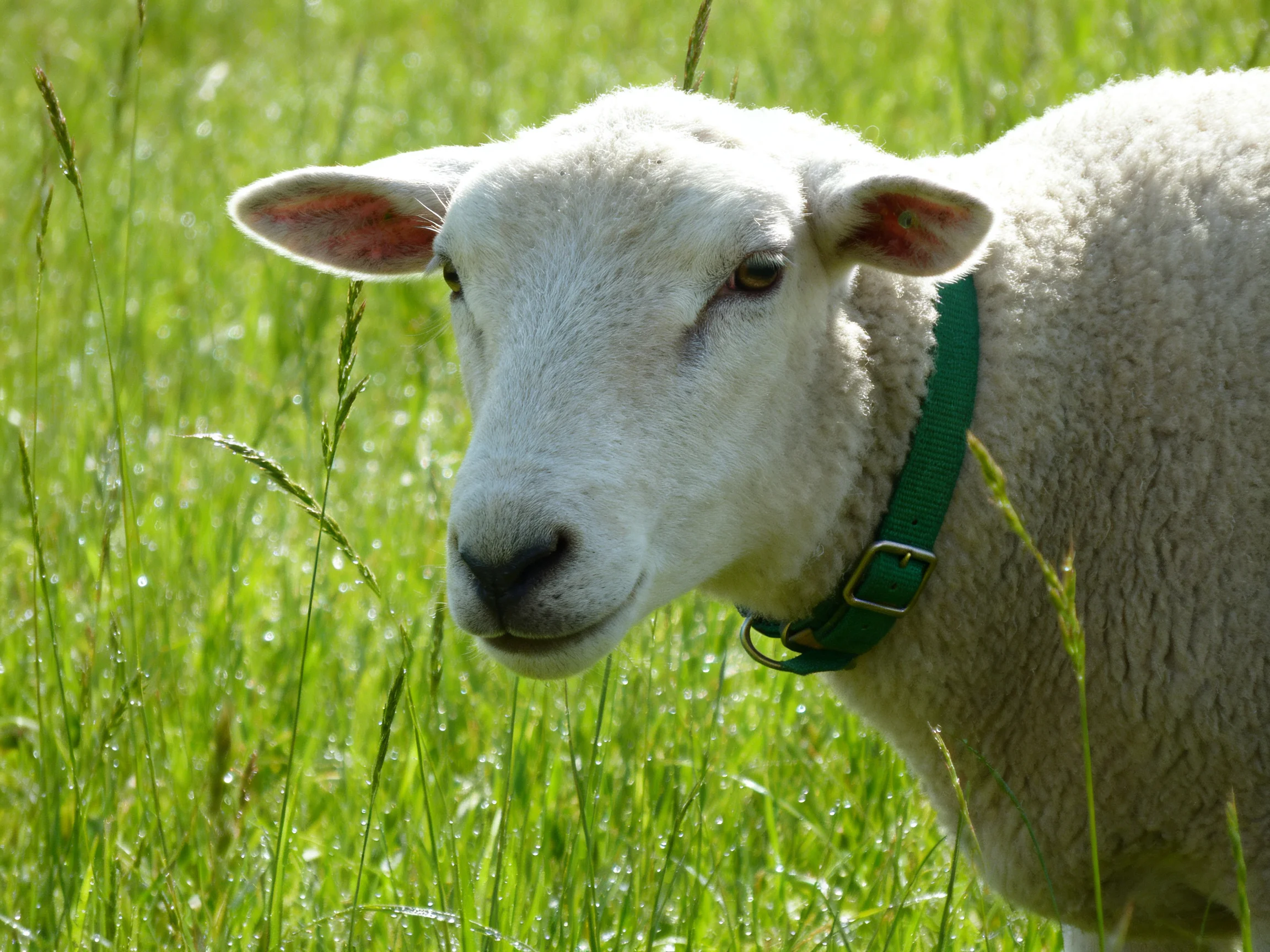 White sheep with green collar in lush green grass